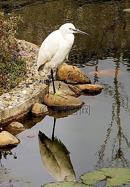 鳥,反思,水