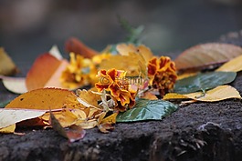 鮮花,雨,秋季