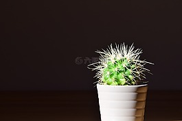 仙人掌,花盆,廠