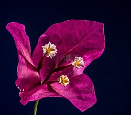 葉子花,開花,花