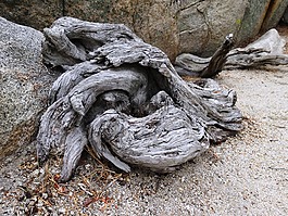 根,木材,老