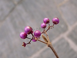 中國 sch?nfrucht,美麗的水果,漿果