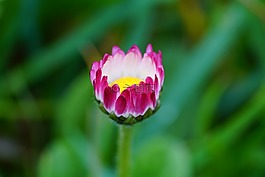 雛菊,花,開花