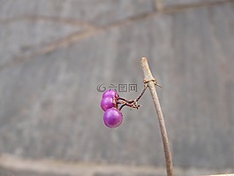 中國 sch?nfrucht,美麗的水果,漿果