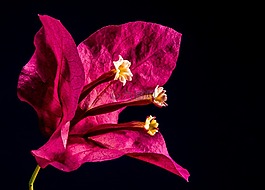 葉子花,開花,花