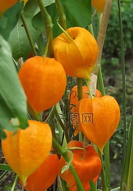 中國彩燈,植物,橙色