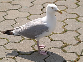 海鷗,鳥,水禽