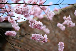杏,鲜花,颜色粉色