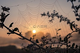 蜘蛛網,太陽,秋季