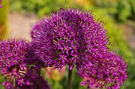 观赏葱,韭菜,开花