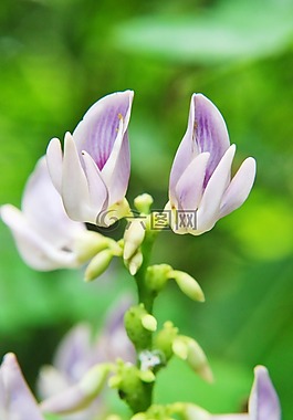 蜘蛛花,花,自然