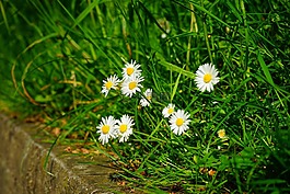 雛菊,鮮花,白