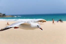 海鷗,鳥,自然生命