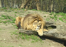 獅子,野生動物,動物園