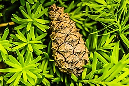 自然,植物區(qū)系,葉
