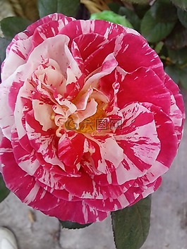 花,細(xì)致入微,字段
