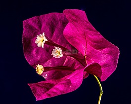 葉子花,開花,花