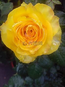 花,性質(zhì),黃色