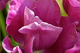 郁金香,花,春天
