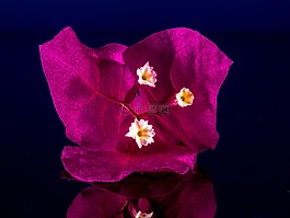 葉子花,開花,花