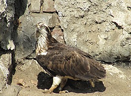 鳥,動物園,性質(zhì)