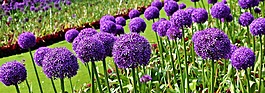自然,花,植物區(qū)系