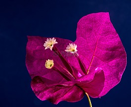 葉子花,開花,花