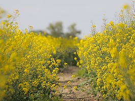油菜,開花,油菜籽場