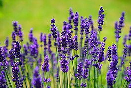 熏衣草,鮮花,紫