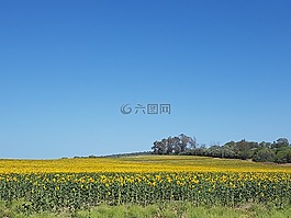 向日葵,性質(zhì),夏天