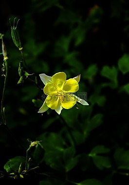 夏季,花園,花卉