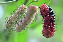 kambilimass,浆果,水果