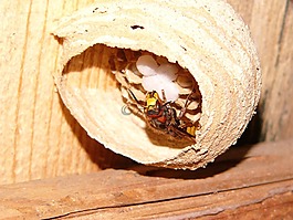 大黄蜂,hornissennest,性质