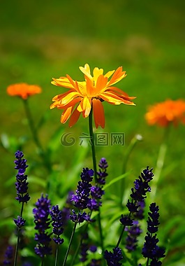 万寿菊,鲜花,橙