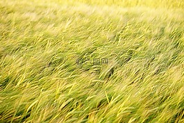 字段,穗,糧食