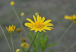 花,鮮花,黃色雛菊