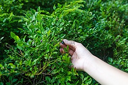 手,漿果,自然