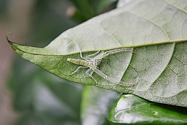 伪装的蜘蛛,条纹的蜘蛛,web