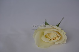 ros,花卉,背景