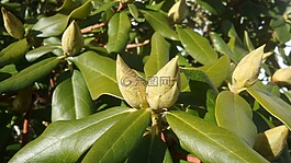 杜鵑,芽,關(guān)閉