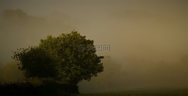 霧,自然,日出