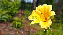 萱,花,萱草