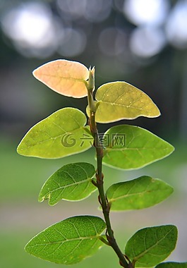 叶子,葡萄藤,干旱地区植物