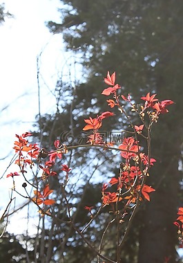 紅色,葉,樹
