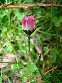 花卉,性質(zhì),粉紅色