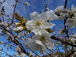 fror,櫻桃,櫻花