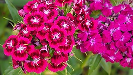 花,性質,植物