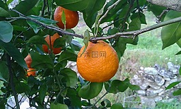 橙色,納蘭霍,樹