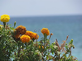 鮮花,黃色,花