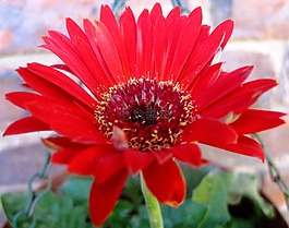 花,雛菊,baberton